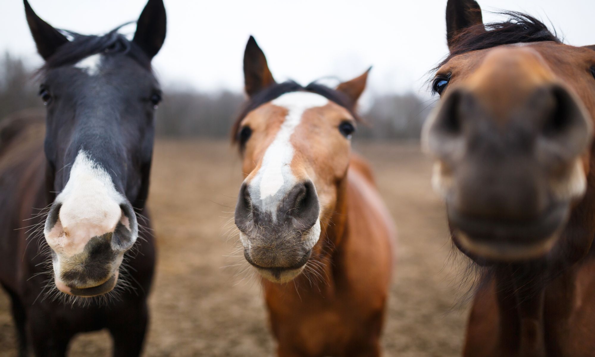 pferdehaftpflichtversicherung-vergleich